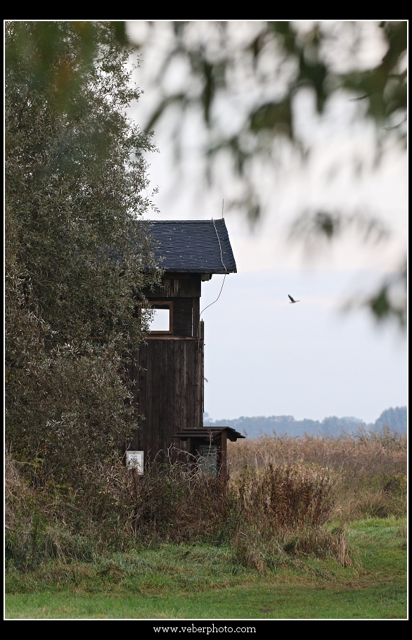 birdwatching.cz jerab popelavy10