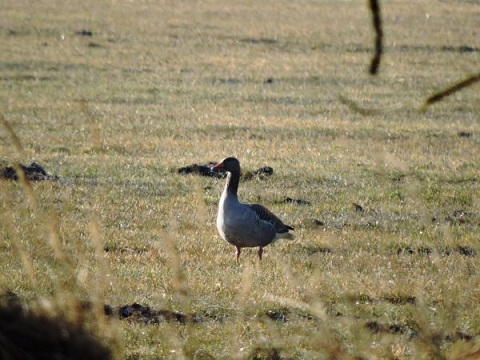 birdwatching husa velká tchořovice 1 600x450