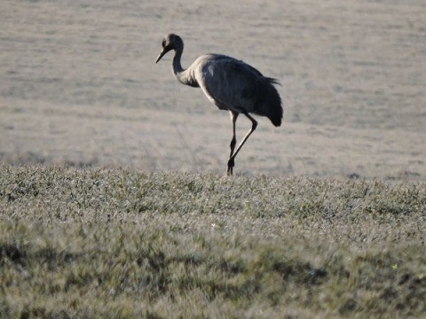 birdwatching jeřáb popelavy tchorovice 600x450