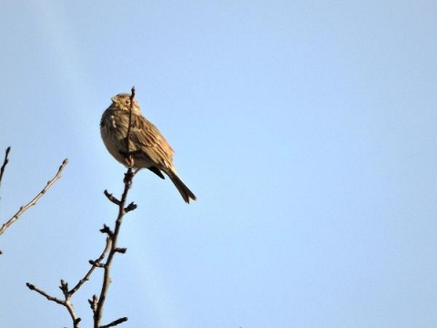 birdwatching strnad lučni 600x450