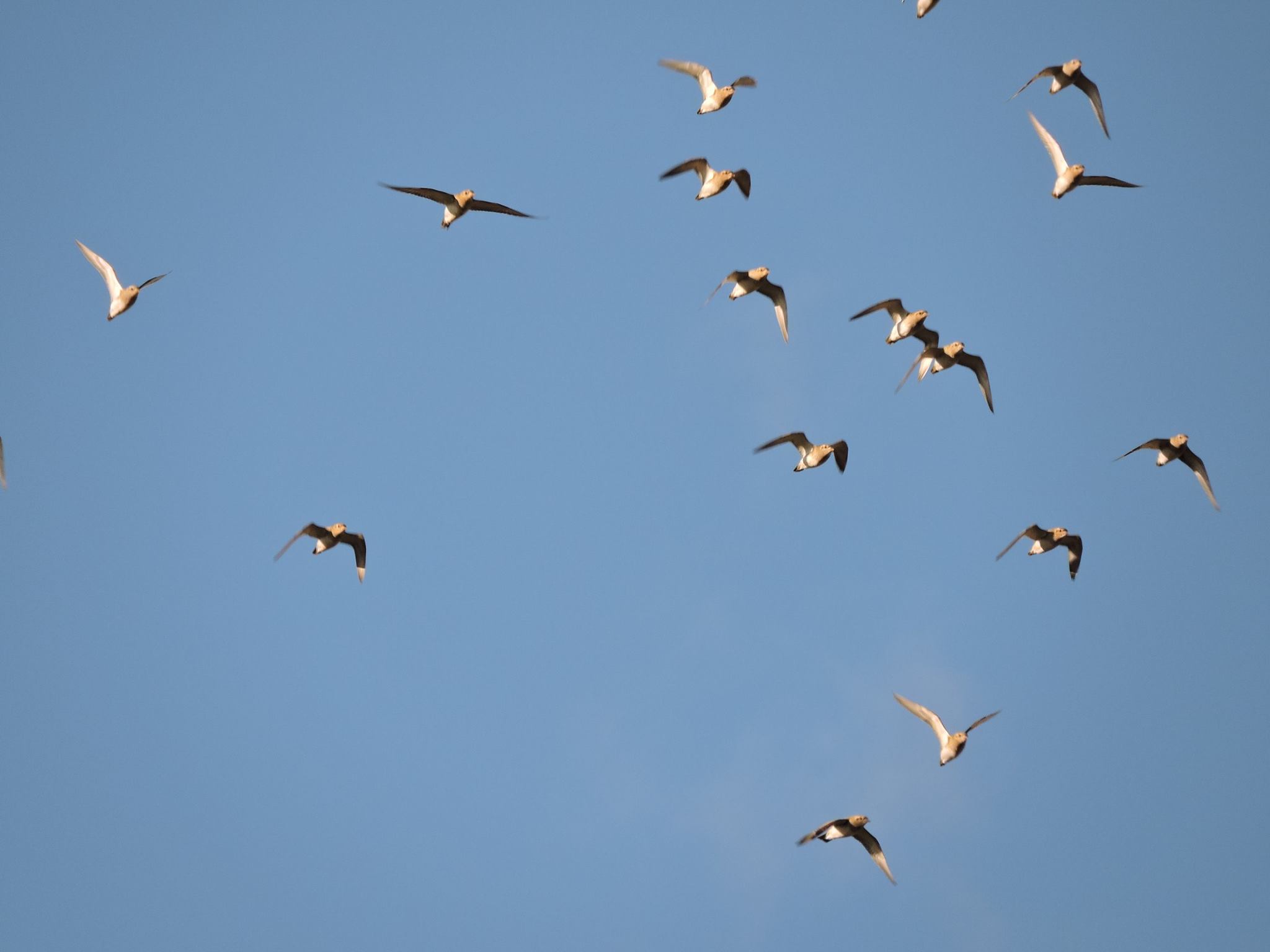 birdwatching kulici zlati