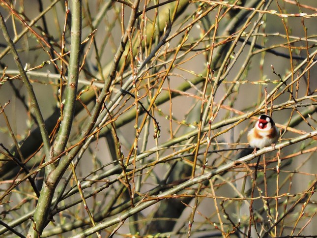 01 birdwatching oplatil 01