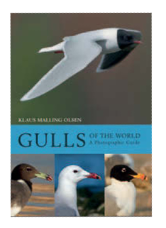 Gulls of the World