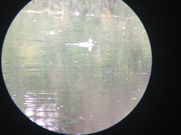 pokus o digiscoping