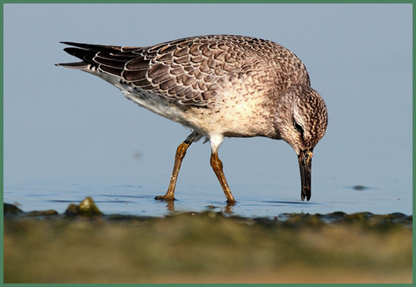 08. jespák rezavý Calidris canutus VN ROzkoš Zdeděnk Souček