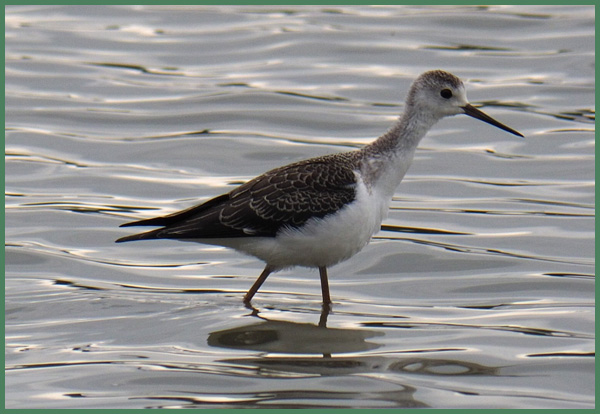 22. Pisila čáponohá Himantopus himantopus Aleš Šícha