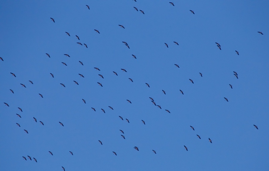 01Migration Storks 1024x653