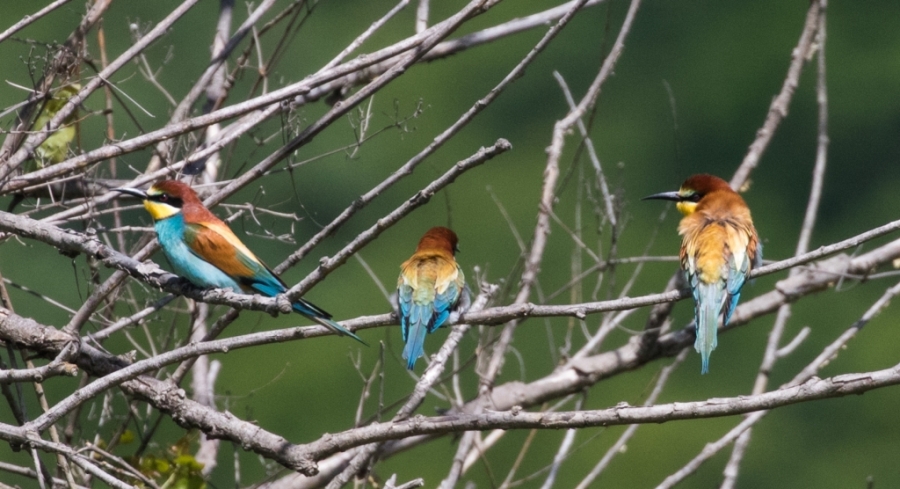 01 bee eaters georgia 1024x556