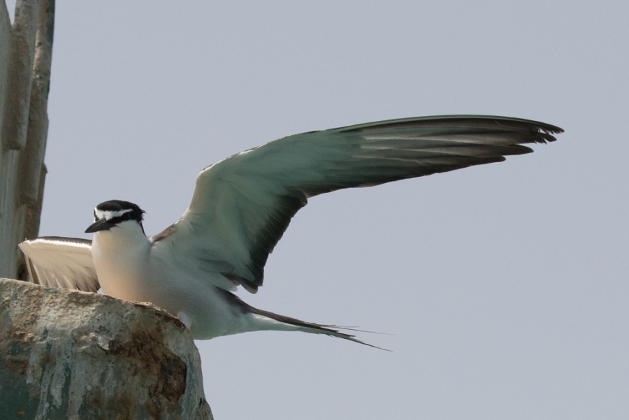 01 bridled tern2 2 1024x684