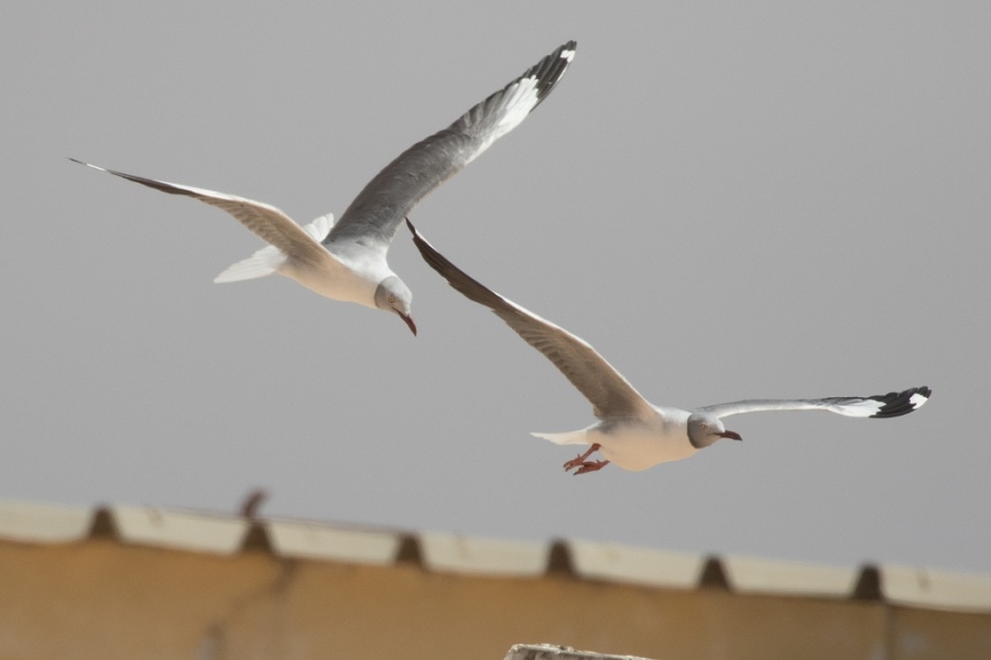 01 grey hooded gull 1024x683