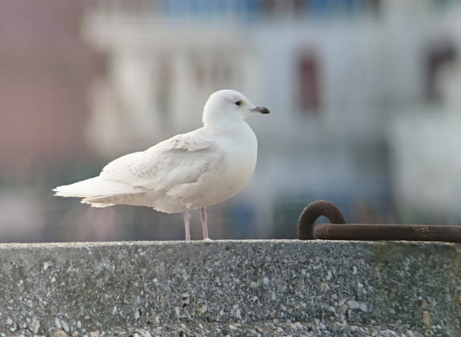 01 iceland gull 1024x747