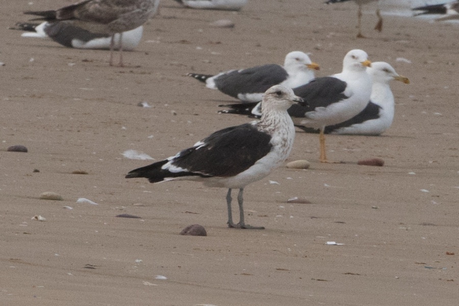 01 kelp gull 2cnd w 1024x683