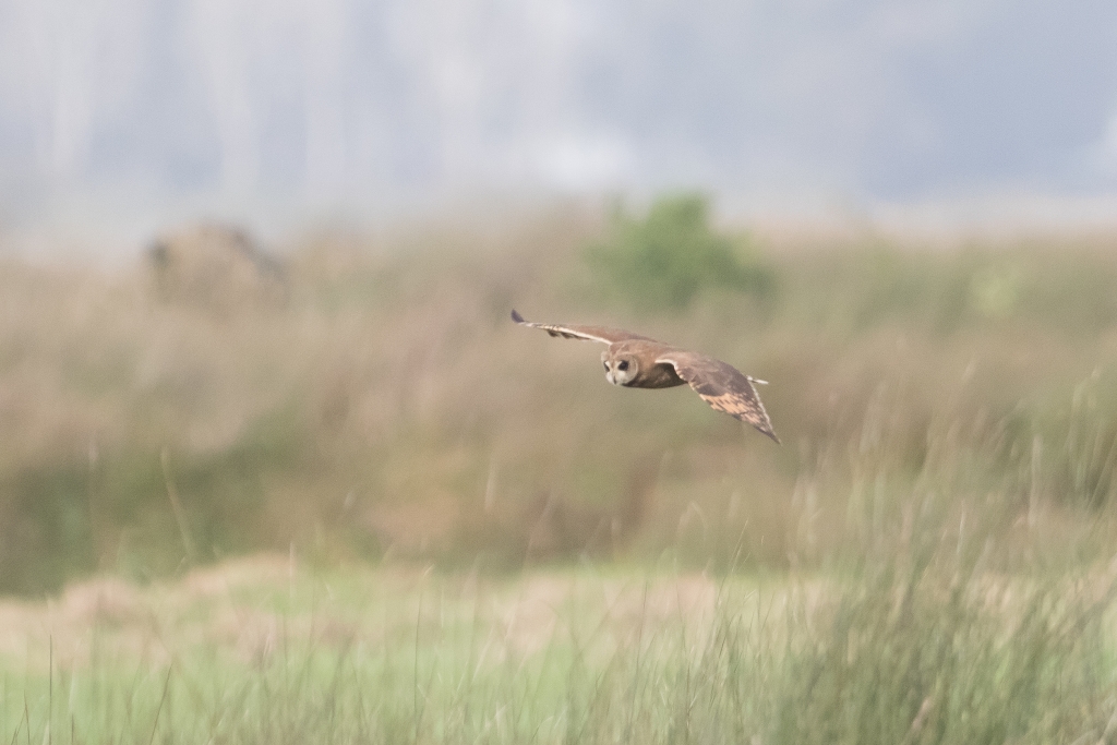 01 marsh owl2 1024x683