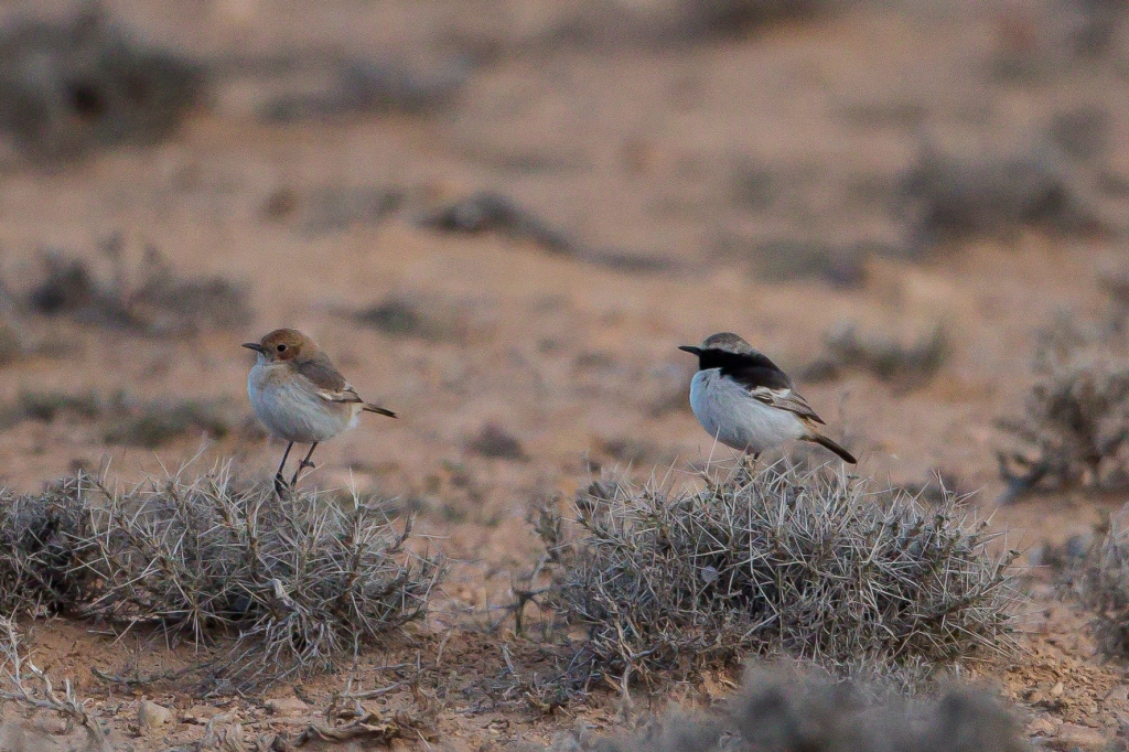 01 red rumped wheatear 1024x682