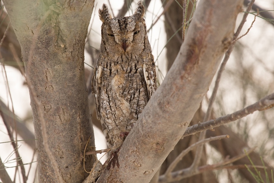 01 scopes owl 1024x683