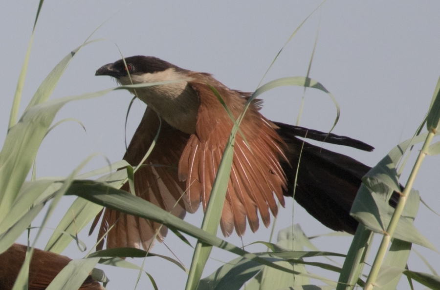 01 senegal coucal 1024x677