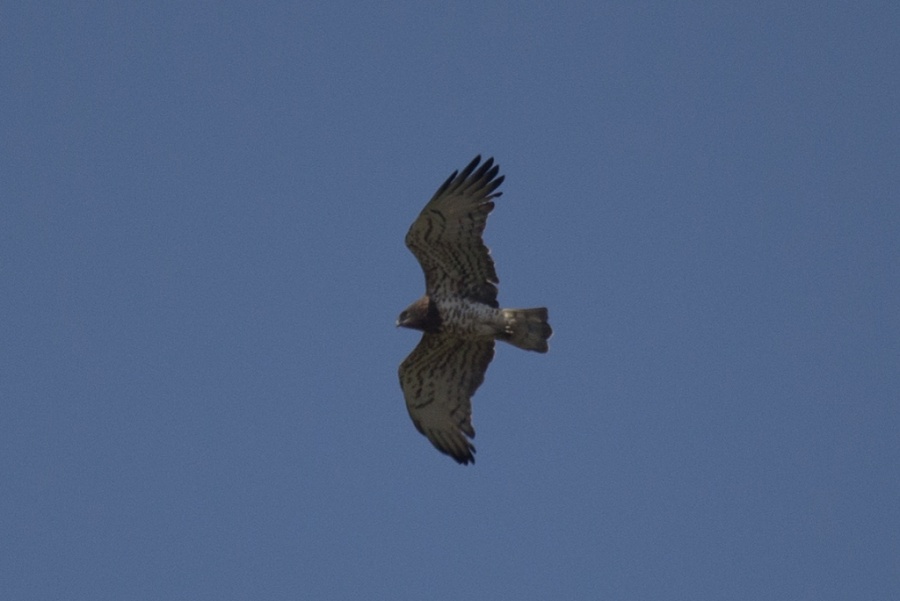 01 short toed snake eagle3 1024x684