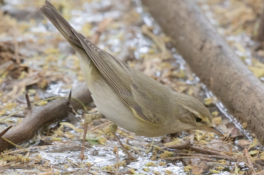 01 willow warbler 1024x681