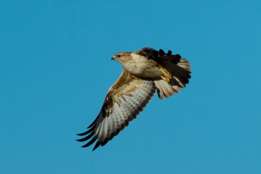 01long legged buzzard 1024x683