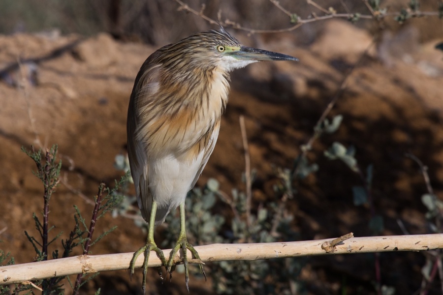 01scuacco heron 1024x683