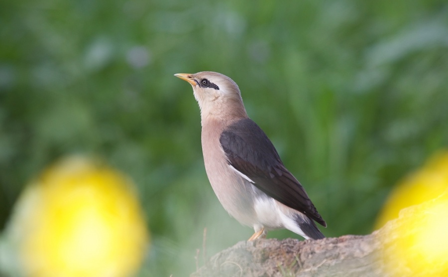 02Vinous Starling 1024x633