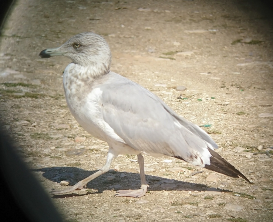 02 american herring gull 1024x834