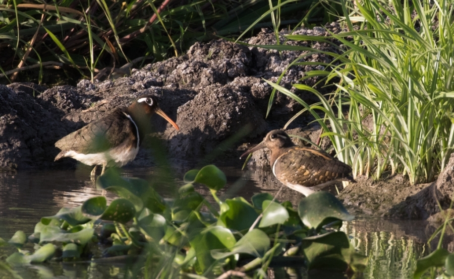 02 greater painted snipe3 1024x630