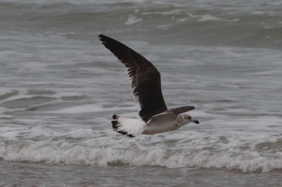 02 kelp gull scnd w flying 1024x682