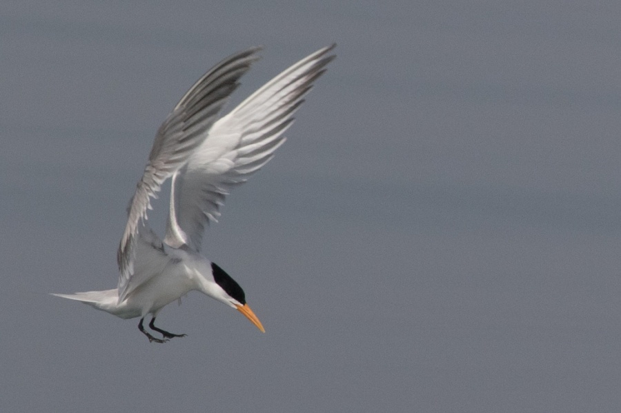 02 lesser crested tern2 1024x682