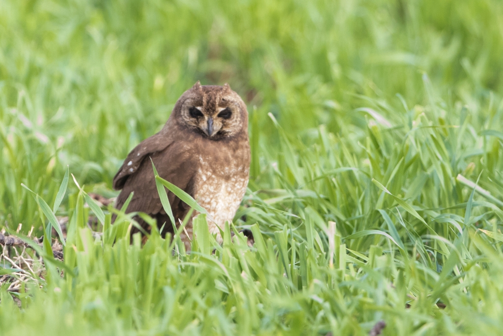 02 marsh owl1 1024x683