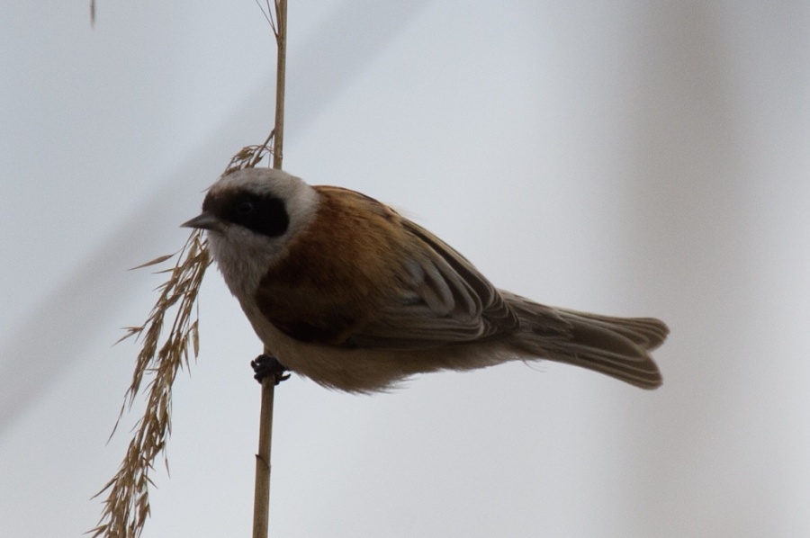 02 penduline tit 1024x680