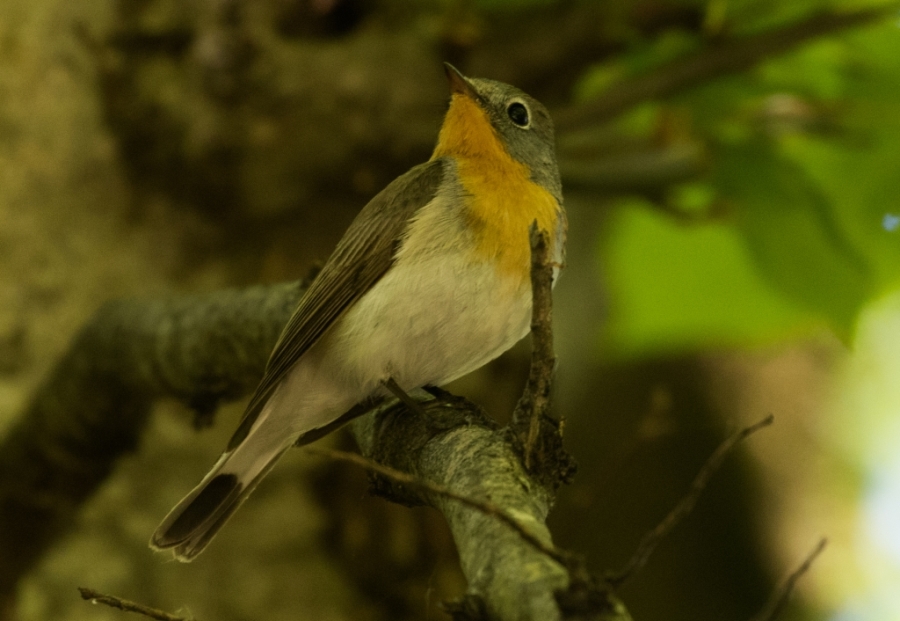 02 red throated flycatcher 1024x706