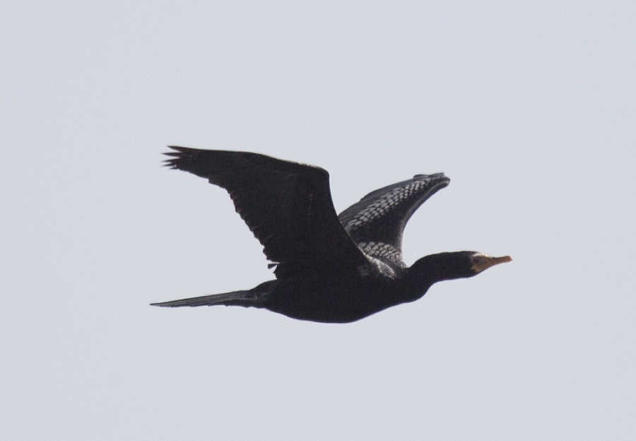 02 reed cormorant 1024x711