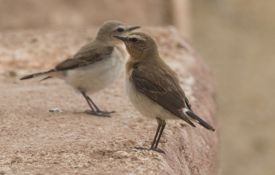 02 seebohms wheatera female2 1024x653