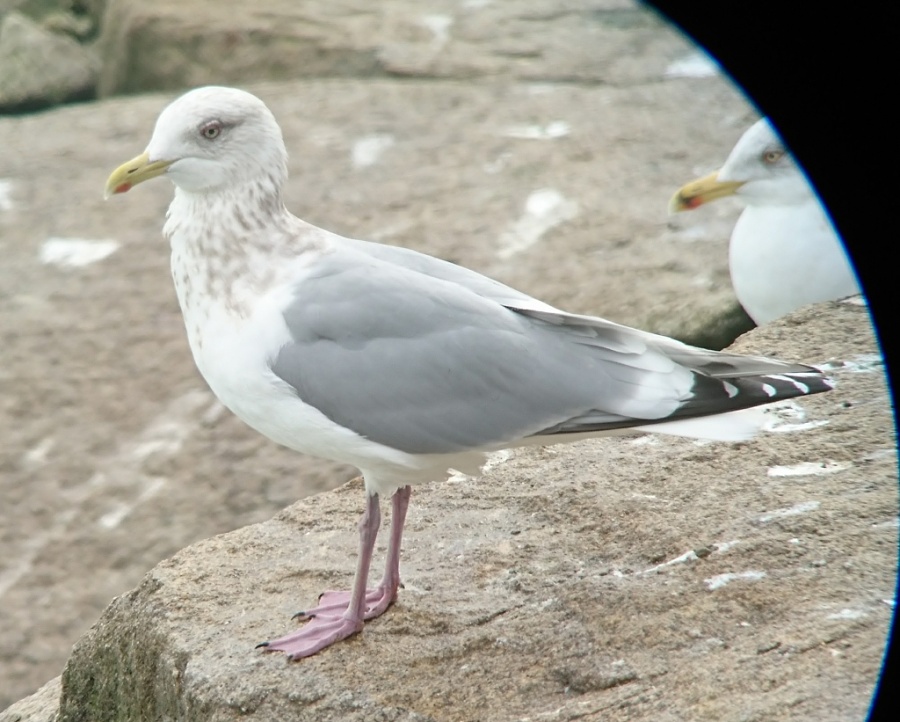 02 thayers gull 1024x821