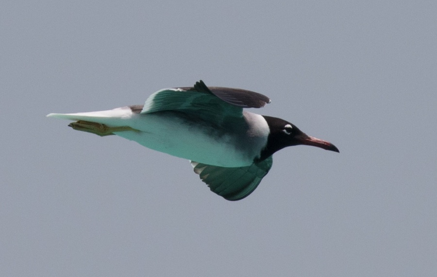 02 white eyed gull 1024x648