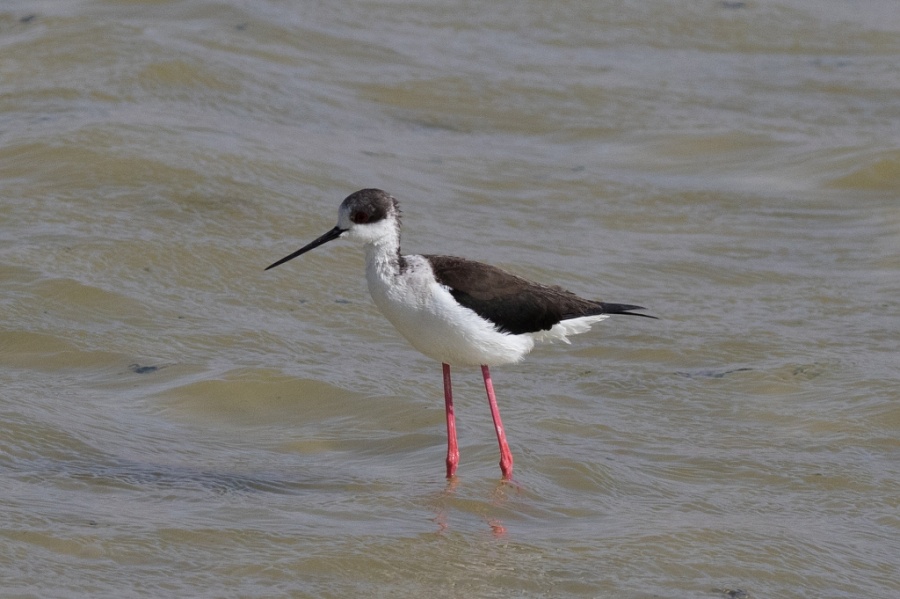 02black winged stilt 1024x681