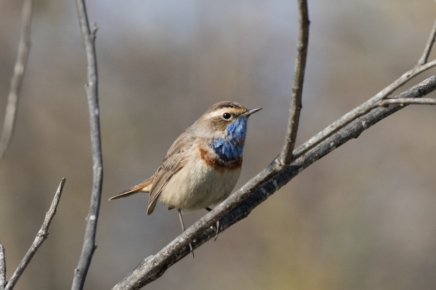 02bluethroat2 1024x682