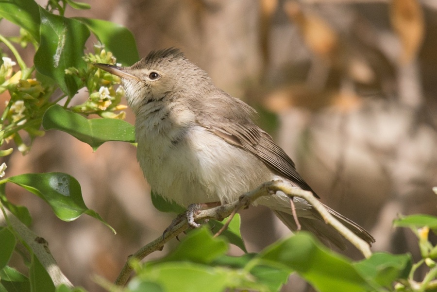 02eastern olivaceous warbler2 1024x684