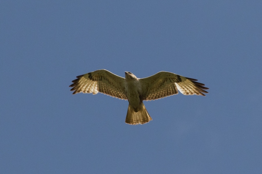 02long legged buzzard 1024x681