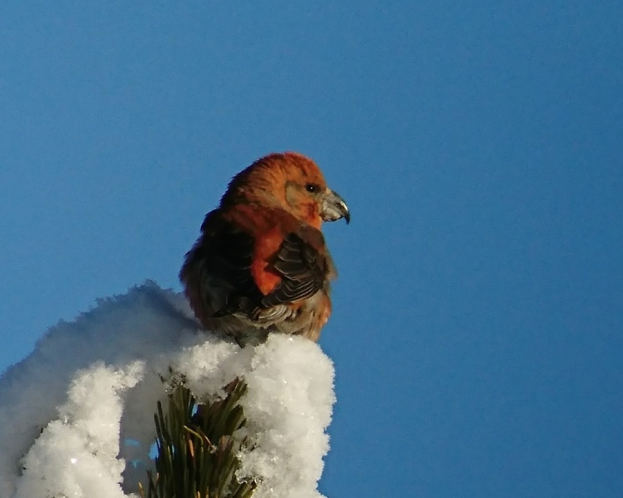 02parrot crossbill 1024x818