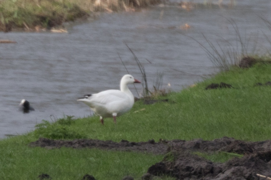 02snowgoose 1024x681