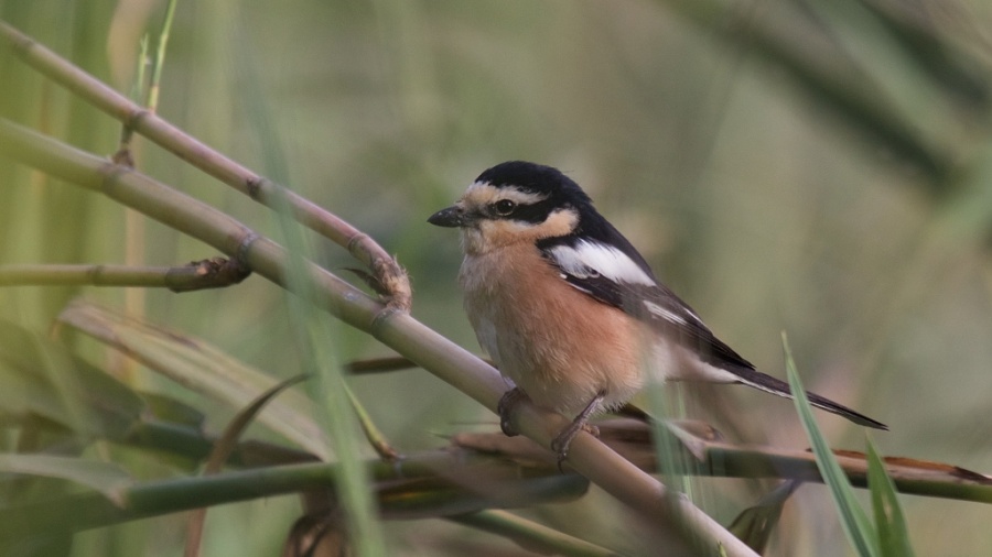 03Masked Shrike 1024x576