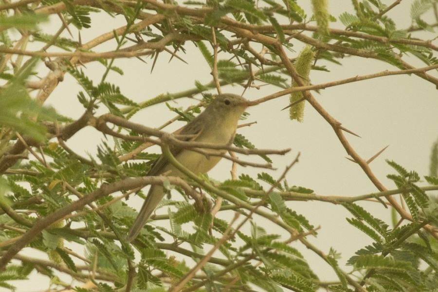 03 icterine warbler 1024x684