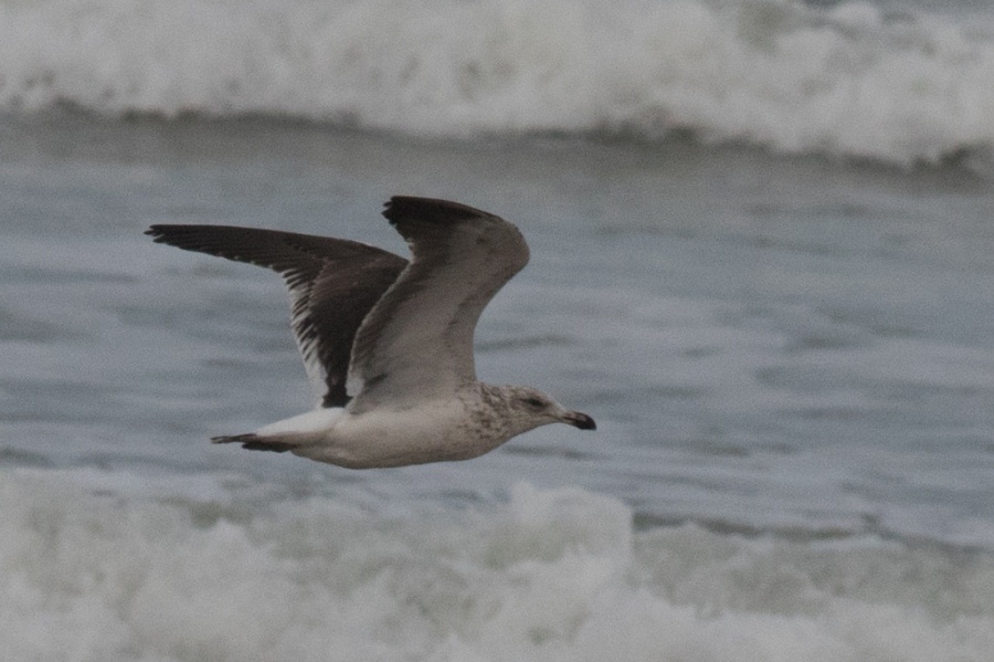 03 kelp gull scnd w flying2 1024x681