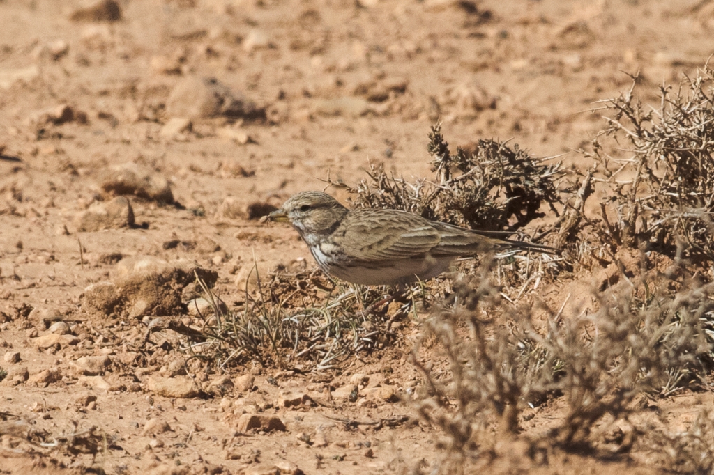 03 lesser short toed lark 1024x682