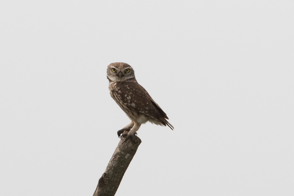 03 little owl 1024x683