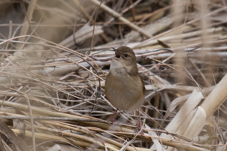 03 savis warbler 1024x681