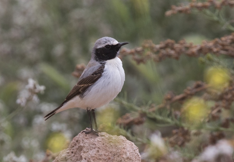 03 seebohms wheatear 1024x708