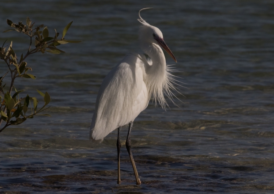 03 western reef heron 1024x725